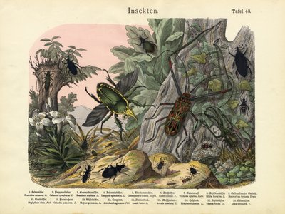 昆虫，c.1860 作者 German School